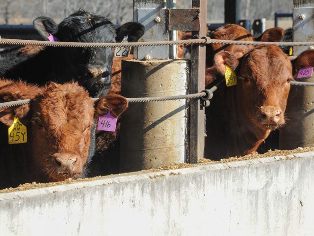 Feedlot cattle fed Enogen Feed hybrids saw their digestibility increase to around 65% to 70%, according to a UNL beef feedlot Extension specialist. (DTN photo by Pamela Smith)